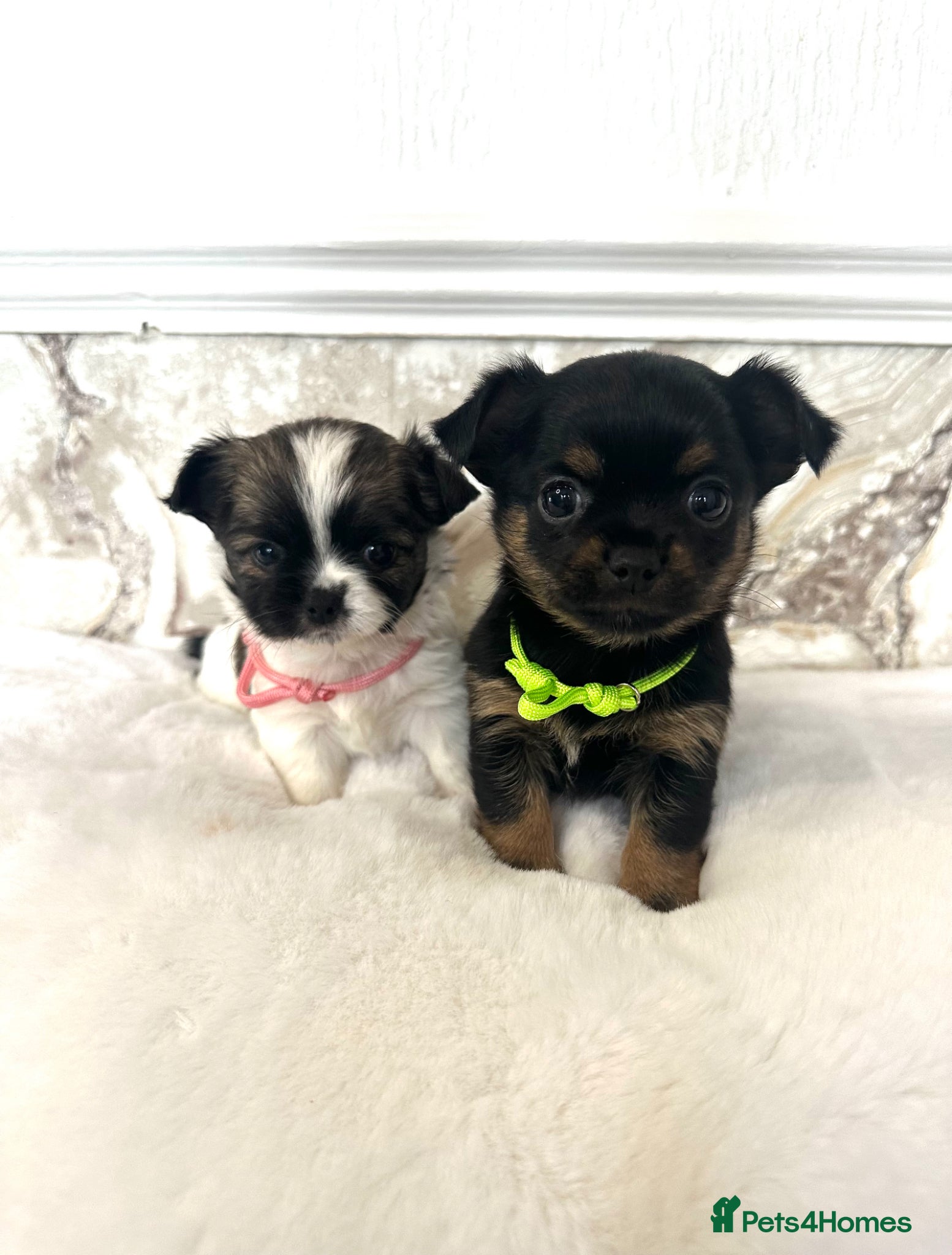 Mixed Breed dogs Jack Russell x Chihuahua Ready Soon  - Advert 1