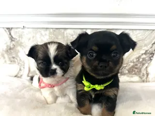 Mixed Breed dogs Jack Russell x Chihuahua Ready Soon - Advert 1