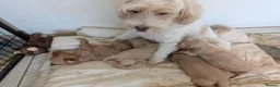 Cockapoo dogs for sale: Apricot and cream cockapoo boys available  - Advert 7