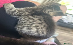 Ragdoll cats for sale: Ragdoll x Bengal  - Image 11