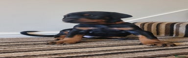 Dobermann Puppy 6