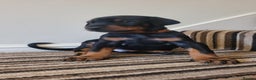 Dobermann dogs for sale: Exceptional Doberman - Advert 33