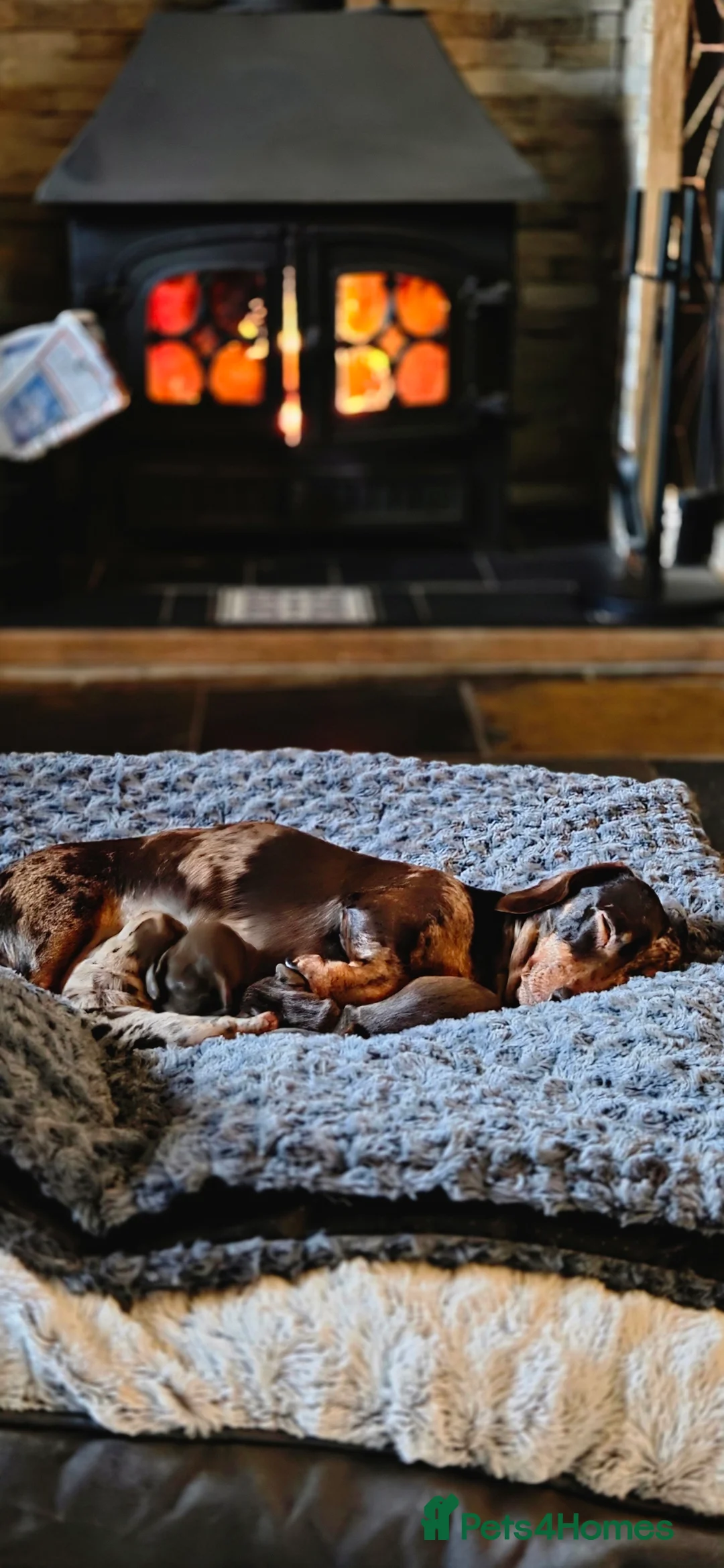 Miniature Dachshund dogs for sale: 2 Gorgeous Miniature Dachshund puppies- PRA clear - Advert 13