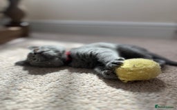 British Shorthair cats for sale: *** Pedigree British Shorthair Kittens *** - Image 4