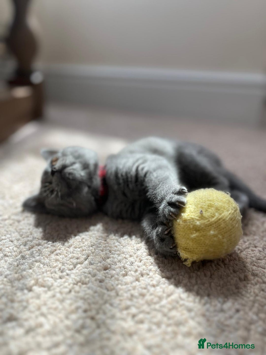British Shorthair cats for sale: *** Pedigree British Shorthair Kittens *** - Image 4