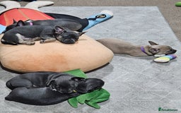 Mixed Breed dogs for sale: 🐶 Lovely Frenchie x Chihuahua Puppies - Image 9
