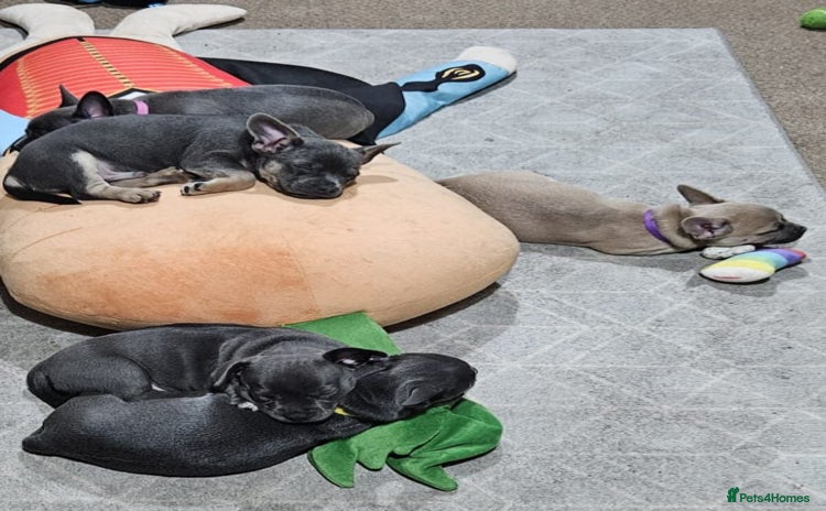 Mixed Breed dogs - Advert 3
