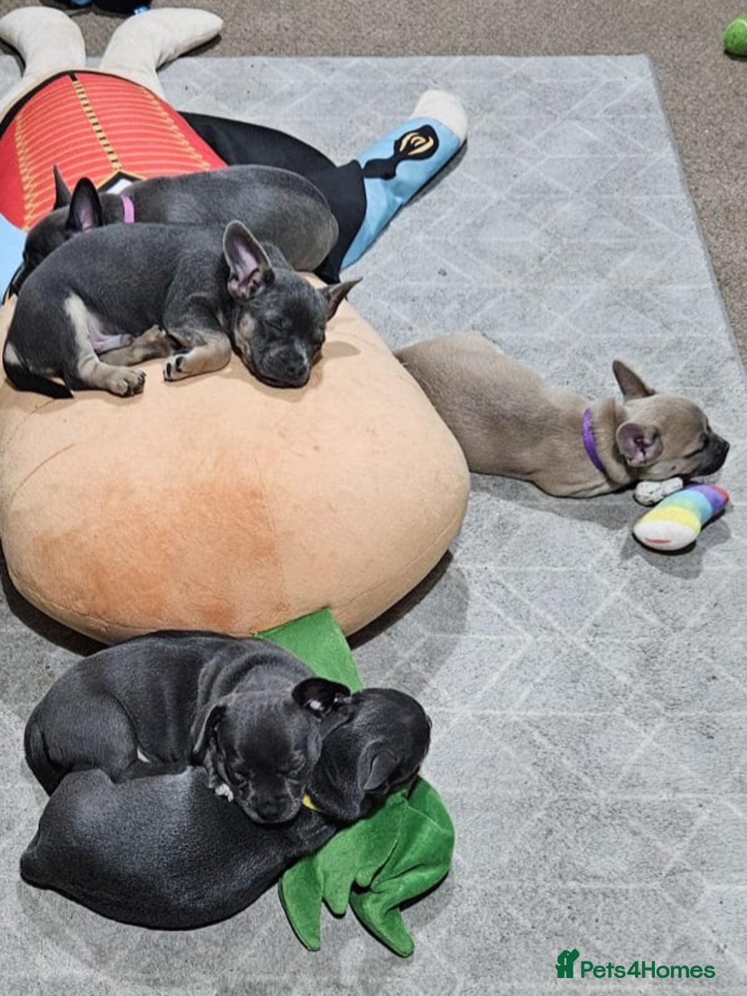 Mixed Breed dogs for sale: 🐶 Lovely Frenchie x Chihuahua Puppies - Image 9