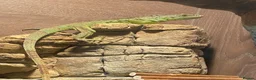 Iguana reptiles for sale: 11 month old green iguana  - Advert 12