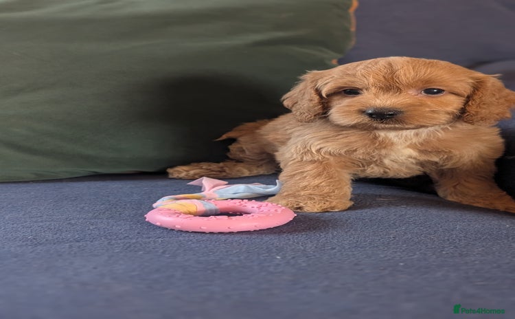 Cockapoo dogs - Advert 7