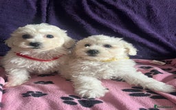 Bichon Frise dogs for sale: Pure bichon frise puppies  - Image 14