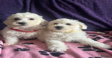 Bichon Frise dogs - Advert 9