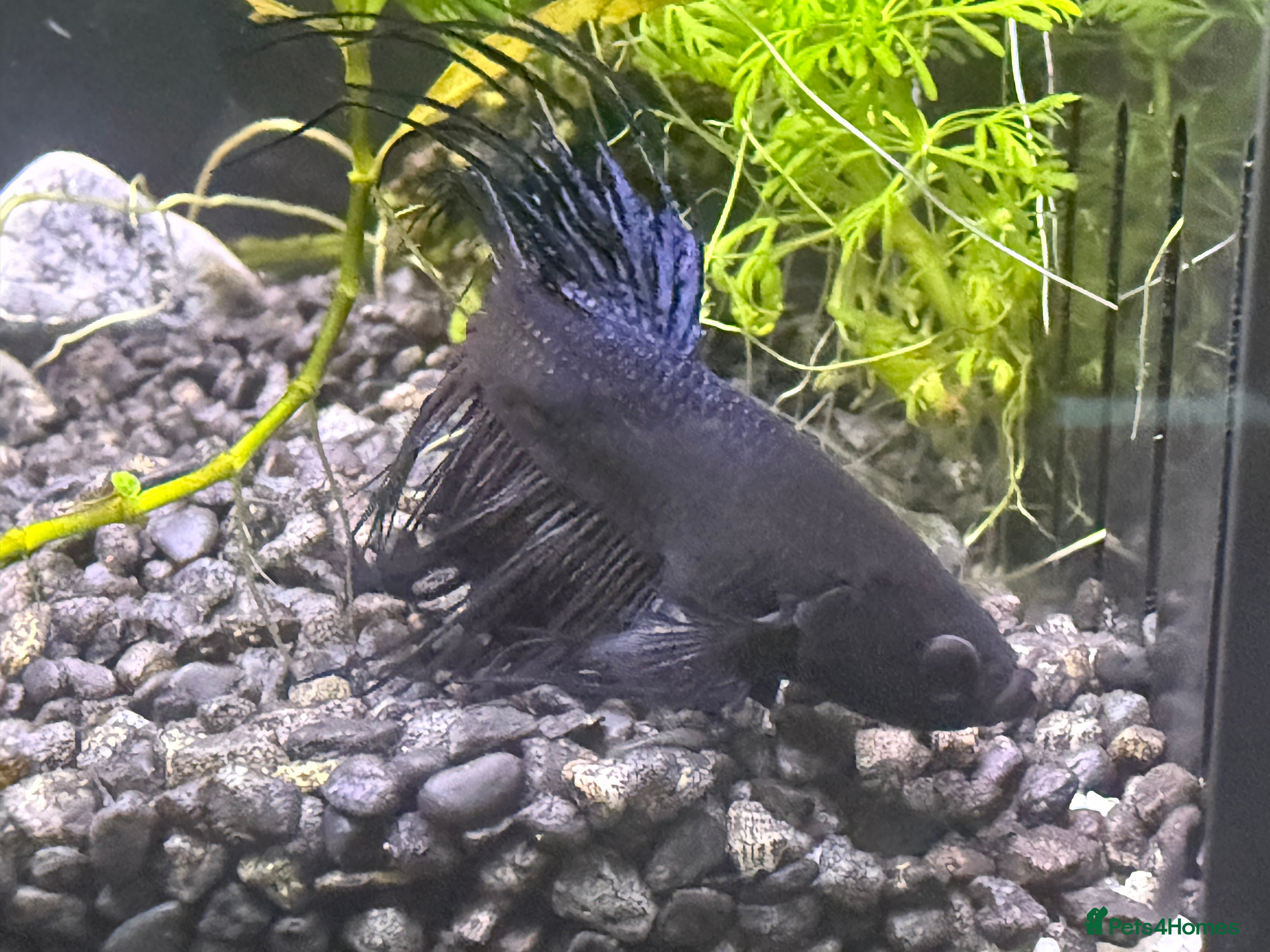 Bettas fish Few bettas available  - Advert 5