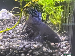 Bettas fish Few bettas available - Advert 5