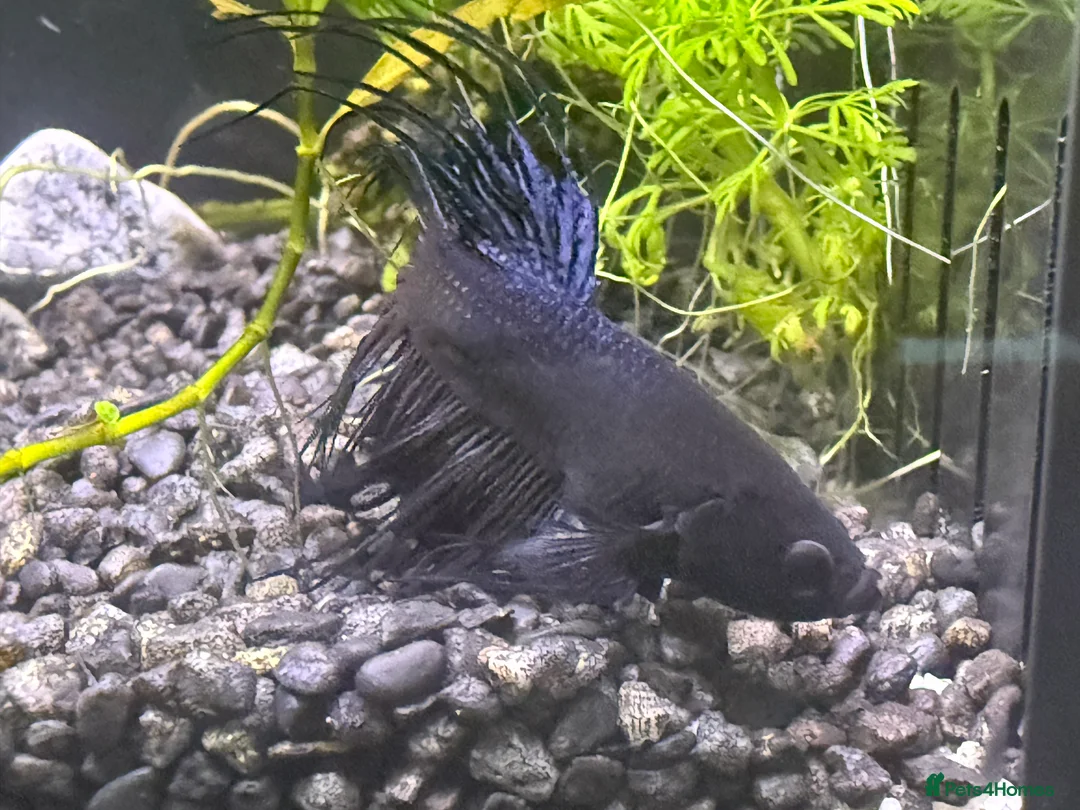 Bettas fish for sale: Few bettas available  - Advert 1