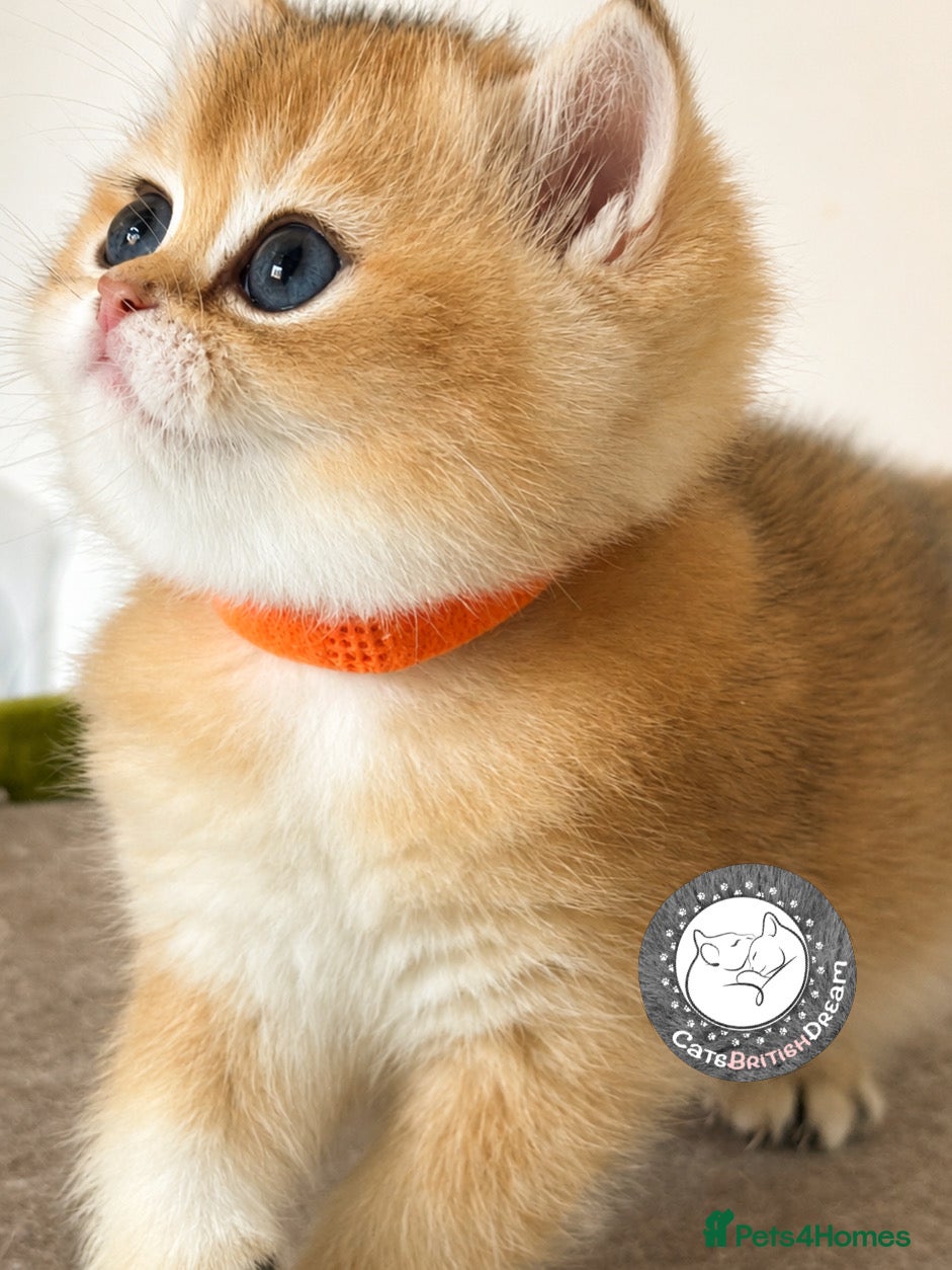 British Shorthair cats Exception quality,Champion bloodlines GCCF/TICA🏆 - Advert 1