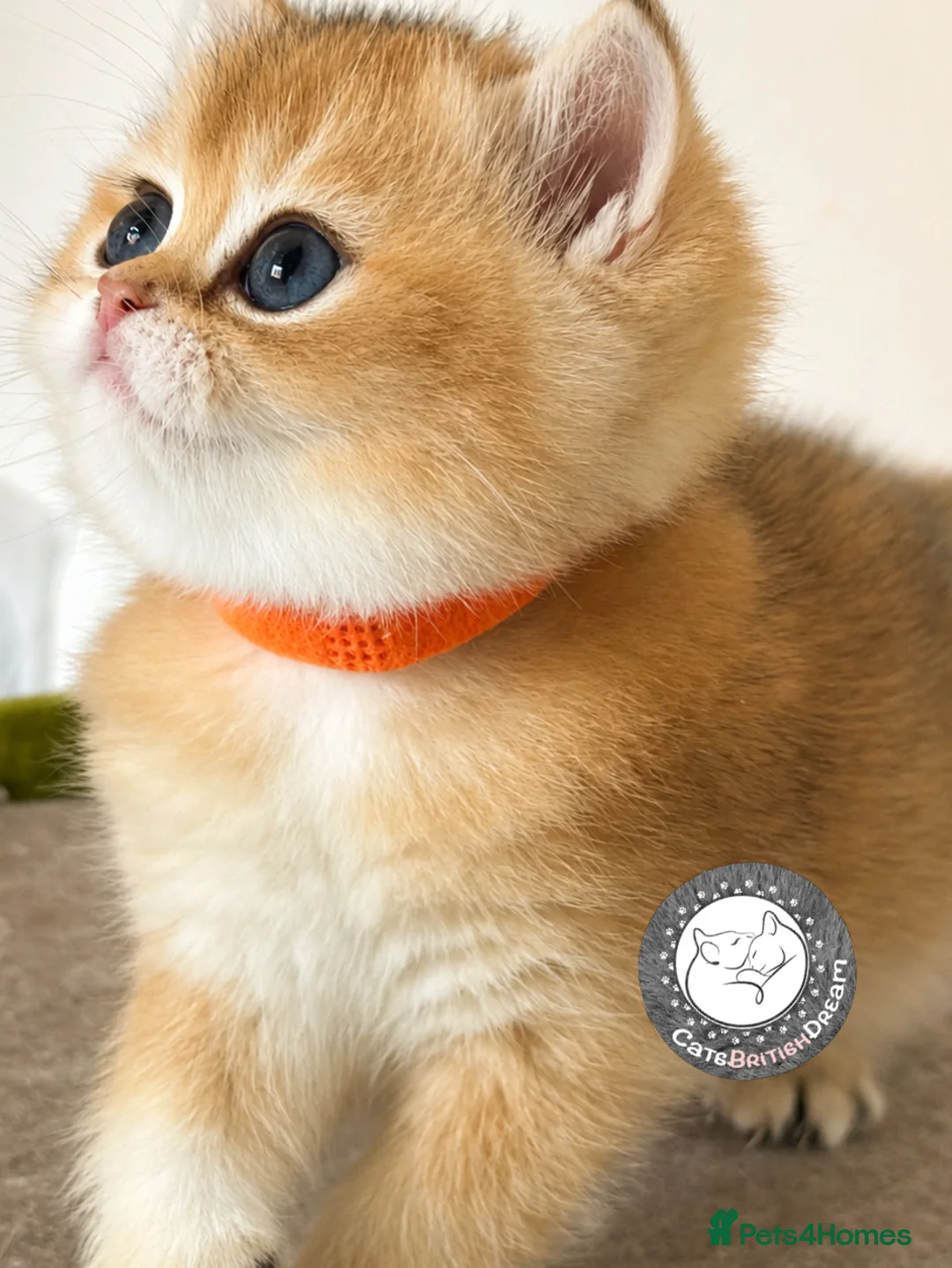 British Shorthair cats for sale: Exception quality,Champion bloodlines GCCF/TICA🏆 - Advert 1