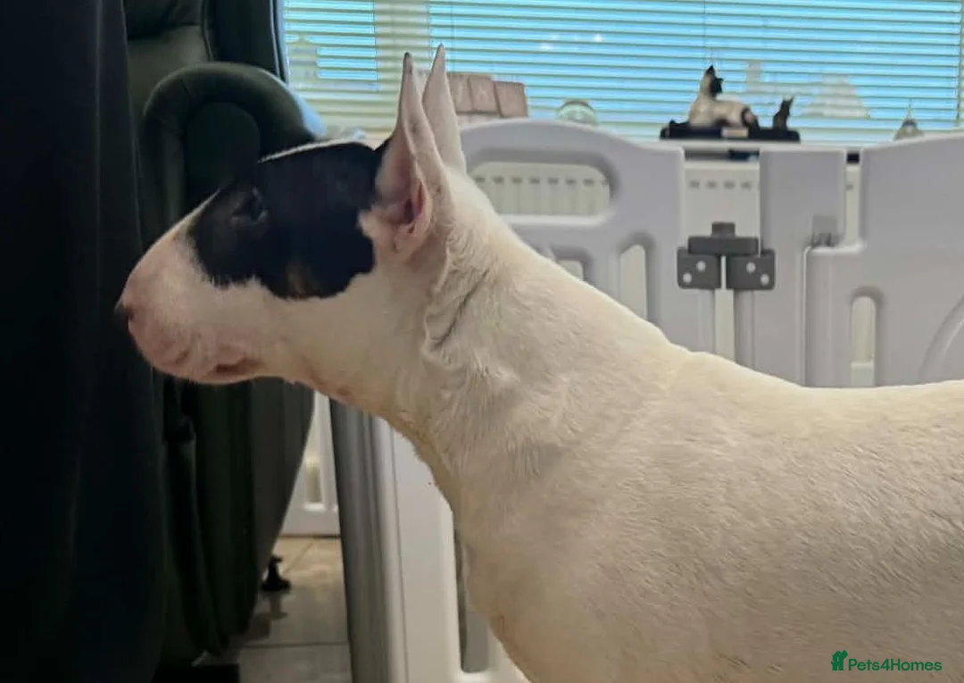English Bull Terrier dogs for sale: 5 year old girl available. - Advert 1