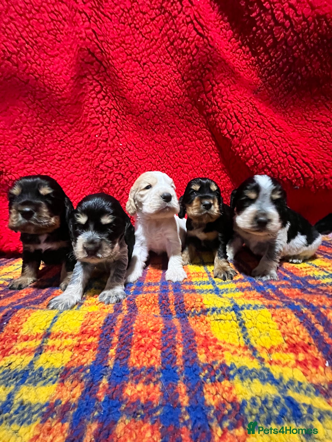 Cocker Spaniel dogs for sale: Kc Reg Cocker Spaniels parents DNA Clear  - Advert 3