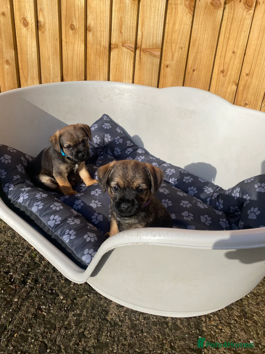 Border Terrier dogs for sale: ⭐️BORDER TERRIER PUPPIES  - Advert 22