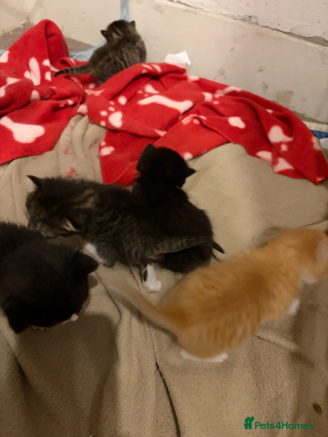 Mixed Breed cats for sale: Male and female kitten for sale  - Advert 11