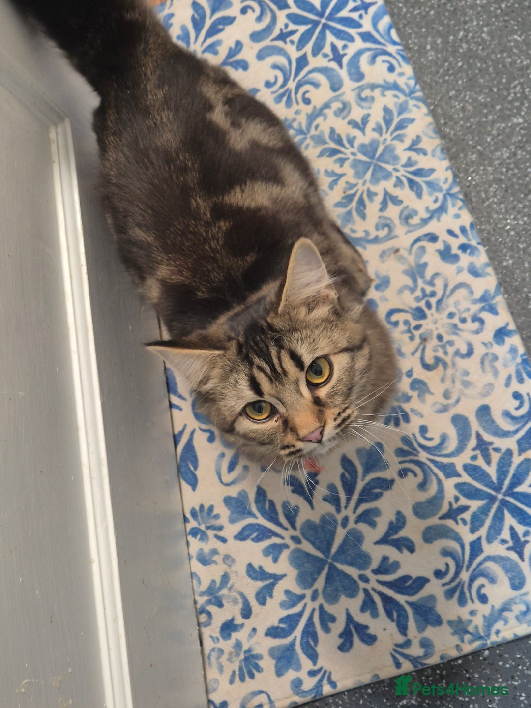 Bengal cats for sale: Beautiful Bengal X Maine Coon - Advert 3