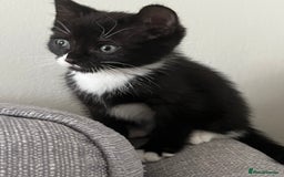 Domestic Shorthair cats for sale: Kitten male for sale - Image 4