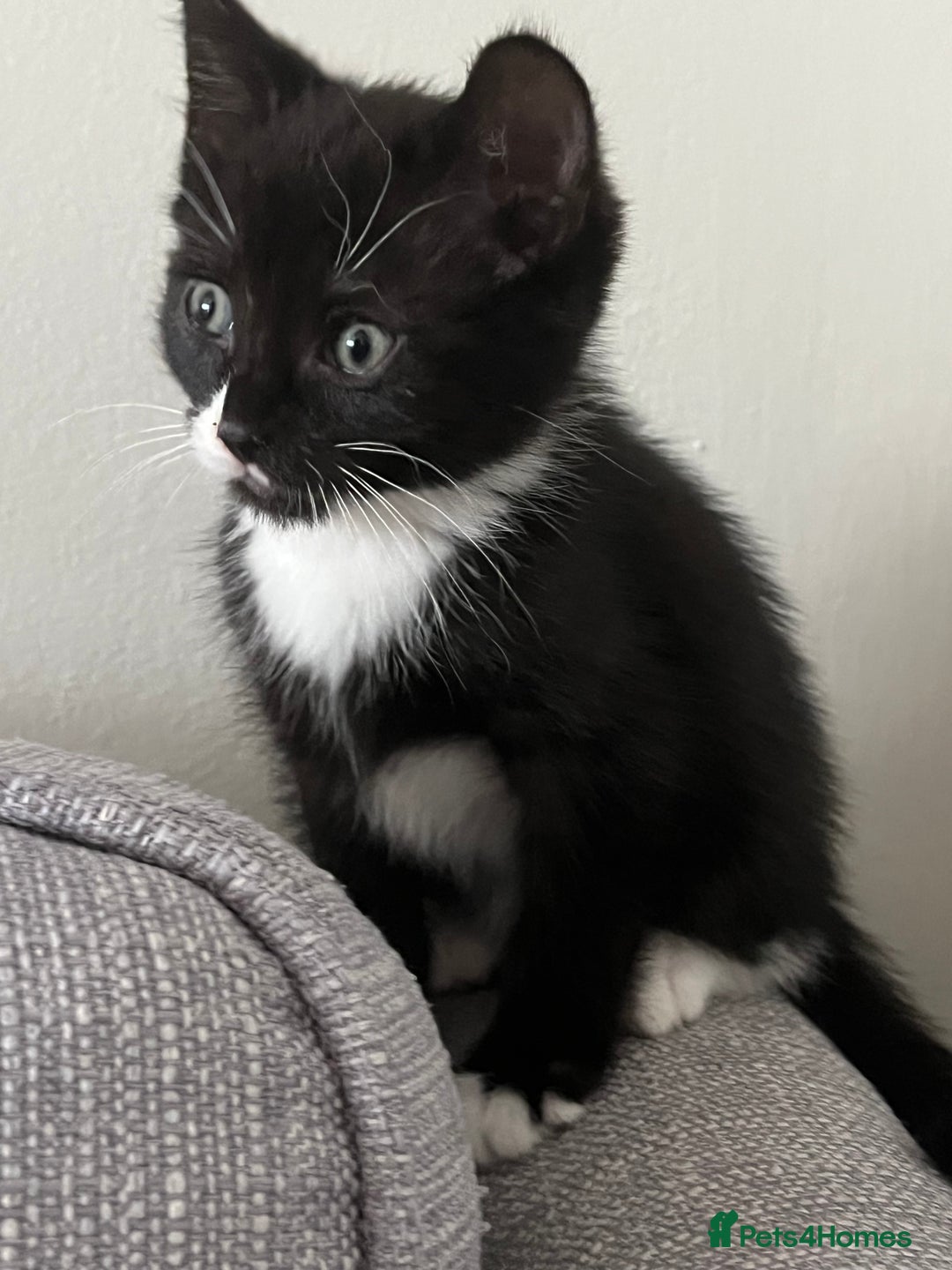 Domestic Shorthair cats for sale: Kitten male for sale - Image 4