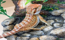 Bearded Dragon reptiles for sale: 🔥Last clutch this year!! Baby bearded dragons 🔥 - Image 9
