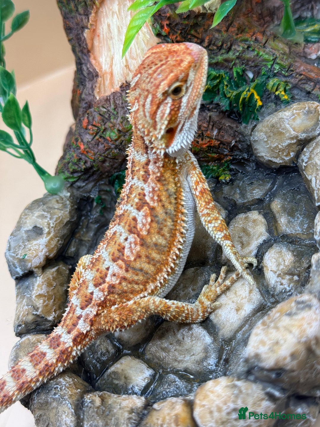Bearded Dragon reptiles for sale: 🔥Last clutch this year!! Baby bearded dragons 🔥 - Image 9