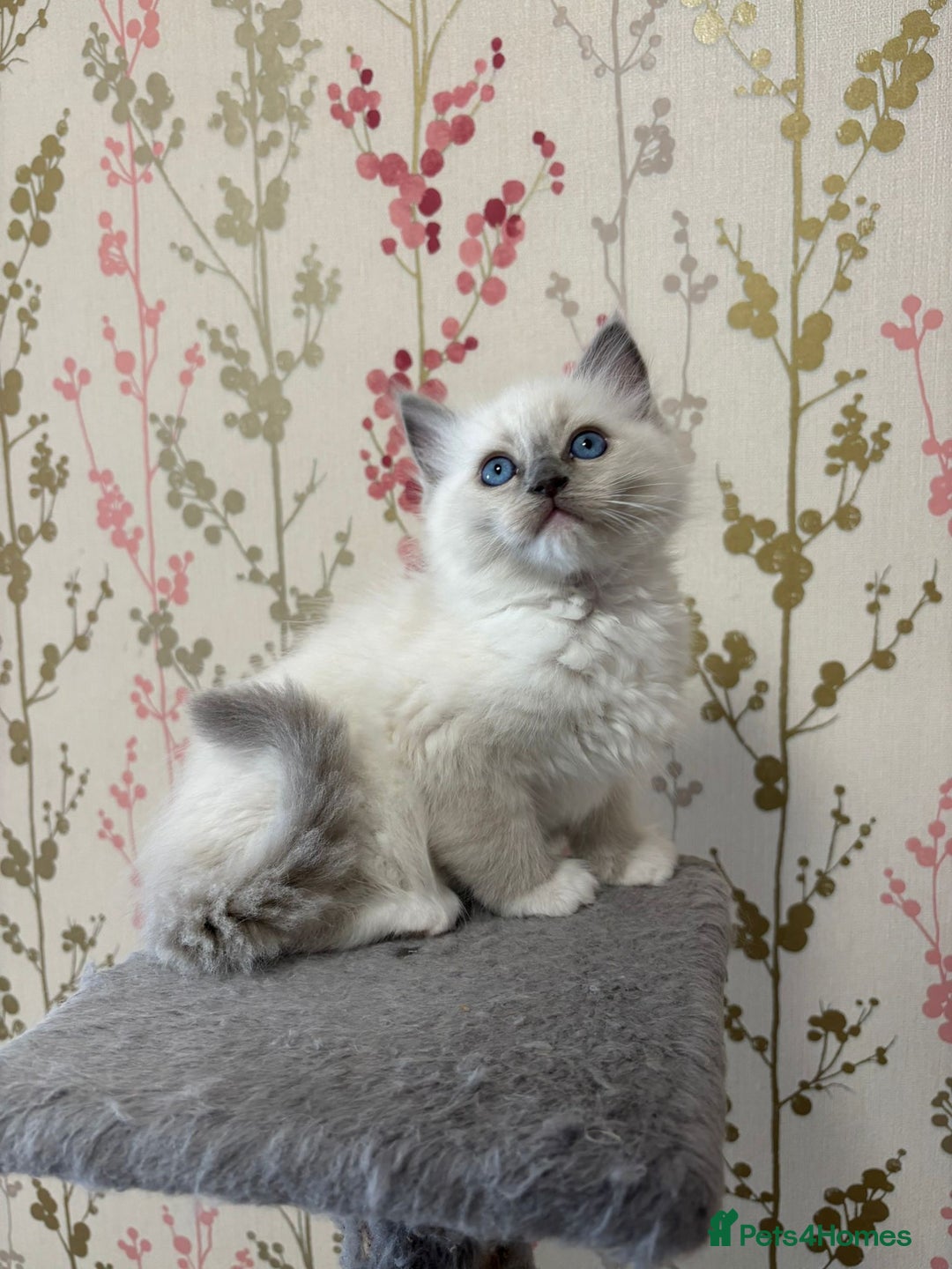 Ragdoll cats for sale: Ragdoll Blue Point/ Bicolor For Sale!!! - Advert 9