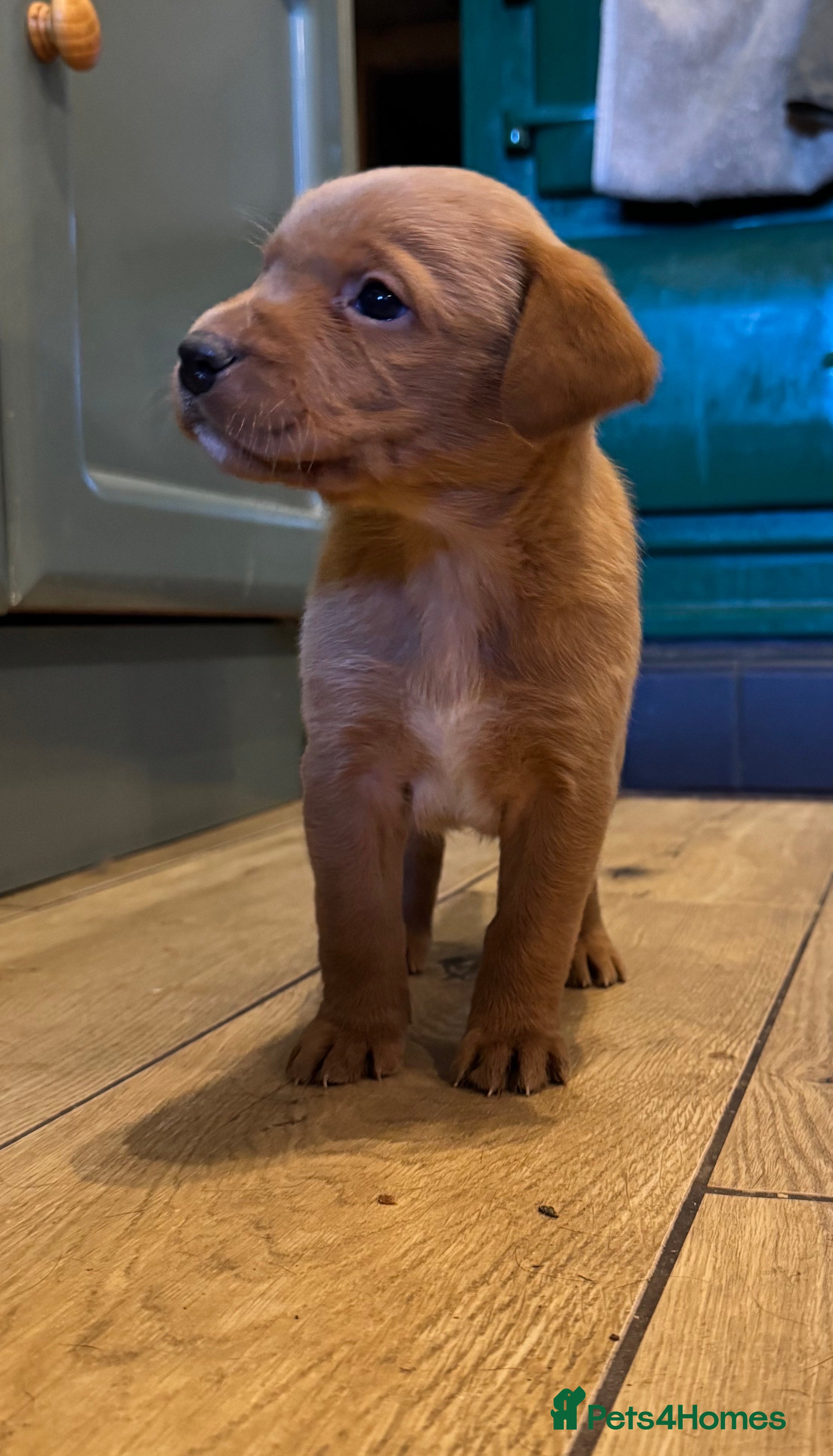 Labrador Retriever dogs Beautiful KC registered Labrador Retrievers - Advert 4