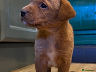 Labrador Retriever dogs Beautiful KC registered Labrador Retrievers - Advert 3