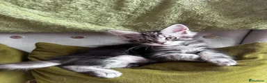 Silver boy 