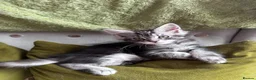 Maine Coon cats for sale: Maine coon kittens - Advert 5