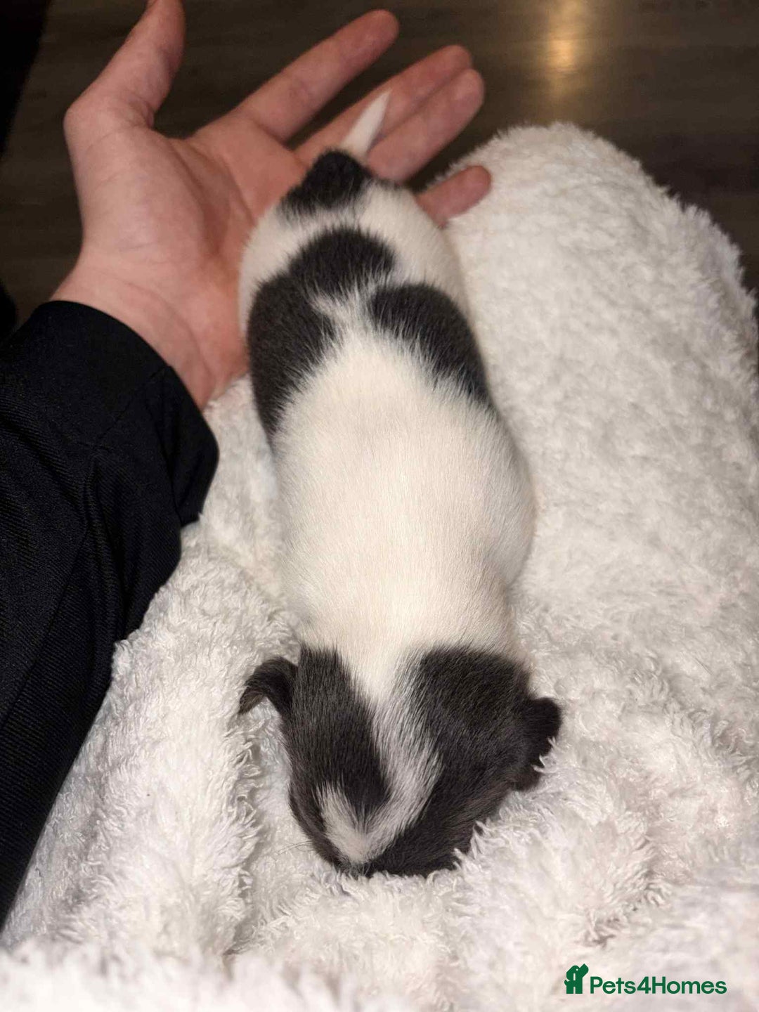 Jack Russell dogs for sale: 4 left!!! Blue/red tri JR puppies  - Advert 15