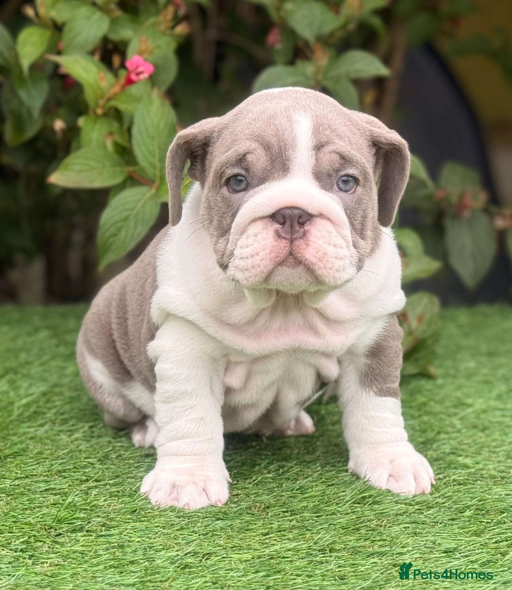 English Bulldog dogs English Bulldogs Pups for Sale  - Advert 2