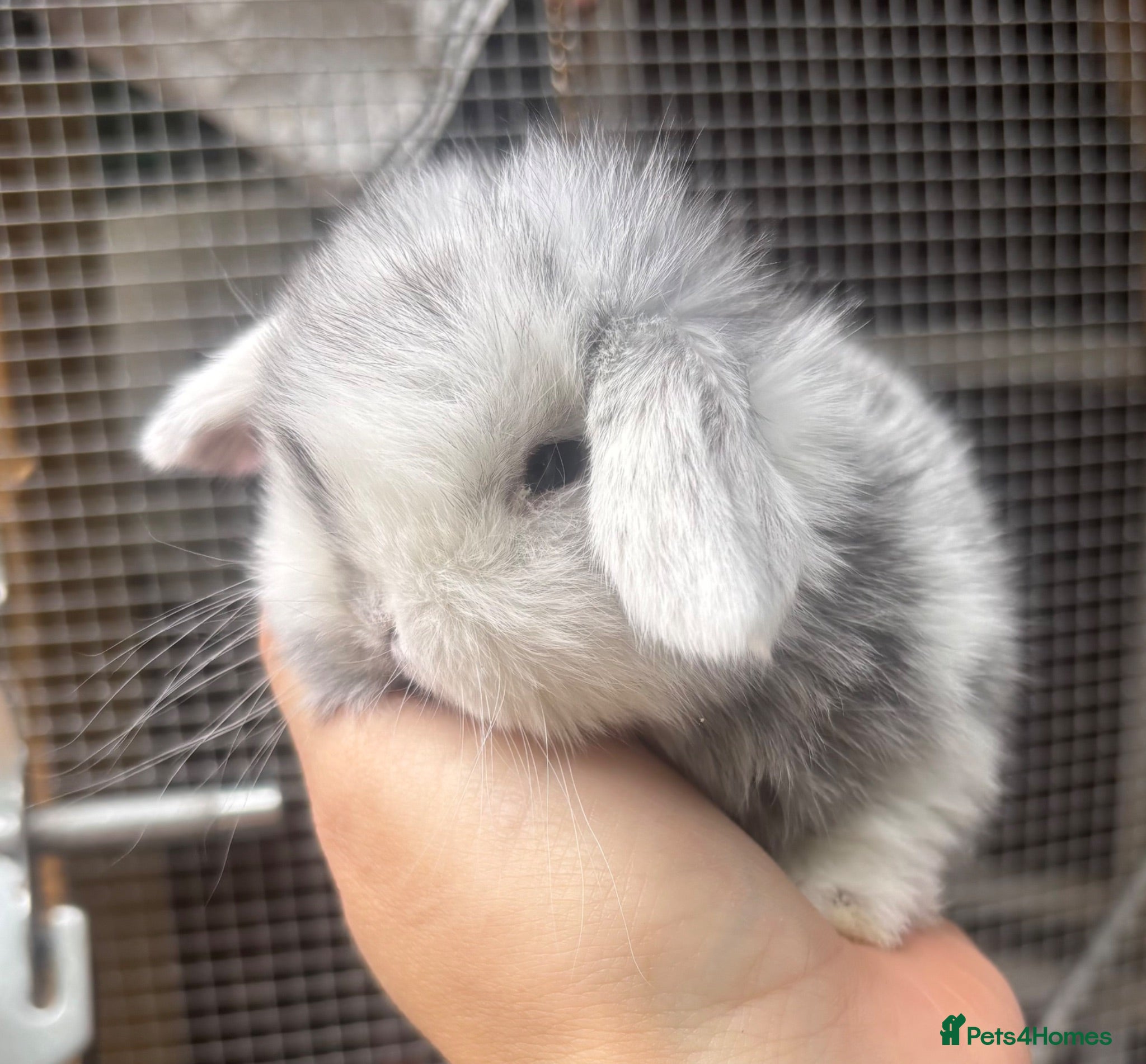 Mini Lop rabbits Pure bred pedigreed Mini lops  - Advert 10