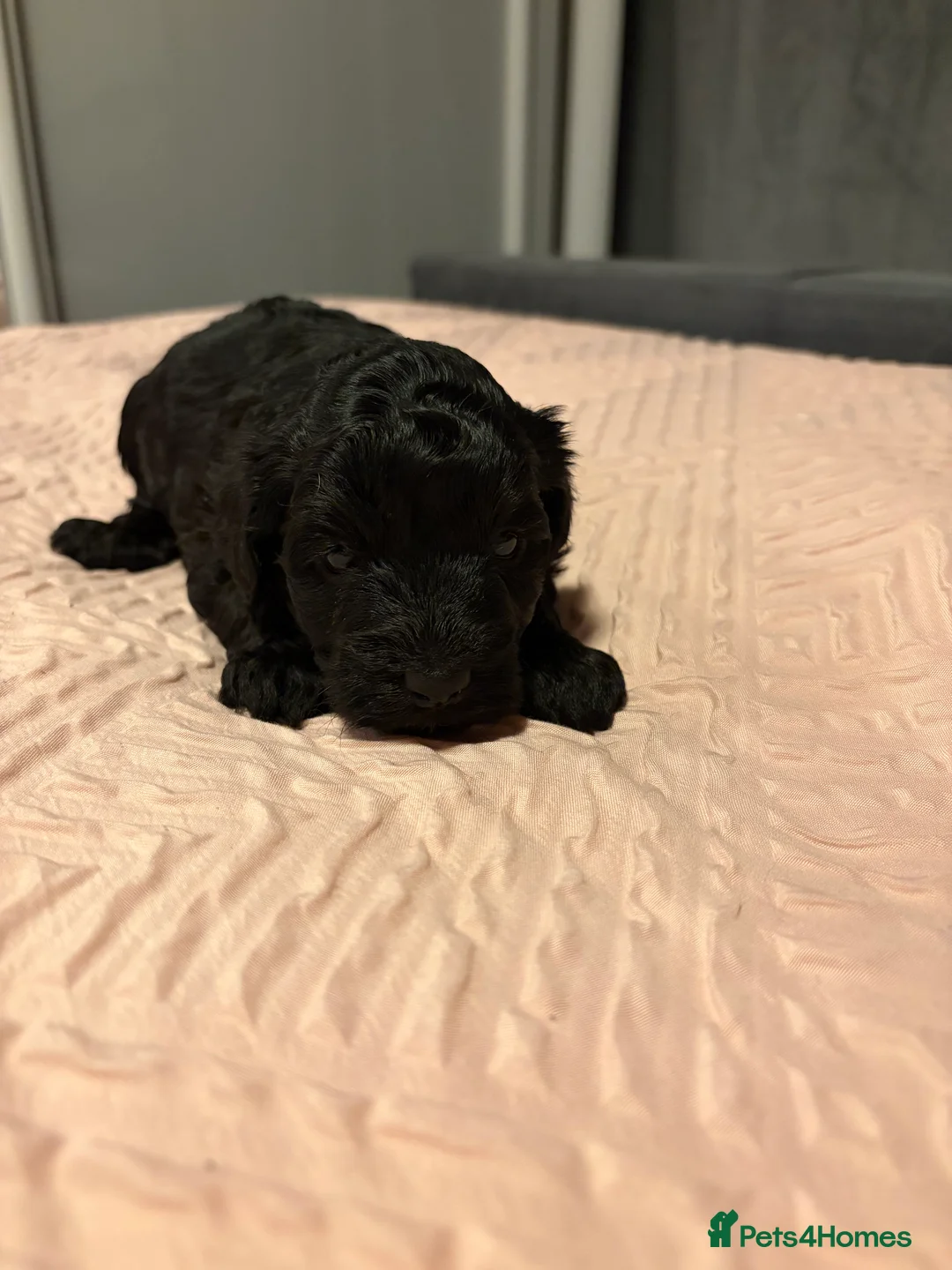 Bordoodle dogs for sale: Stunning litter of colliepoo/bordoodle puppies  - Advert 18