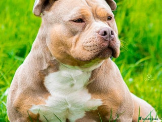 American Bully dogs - Advert 3