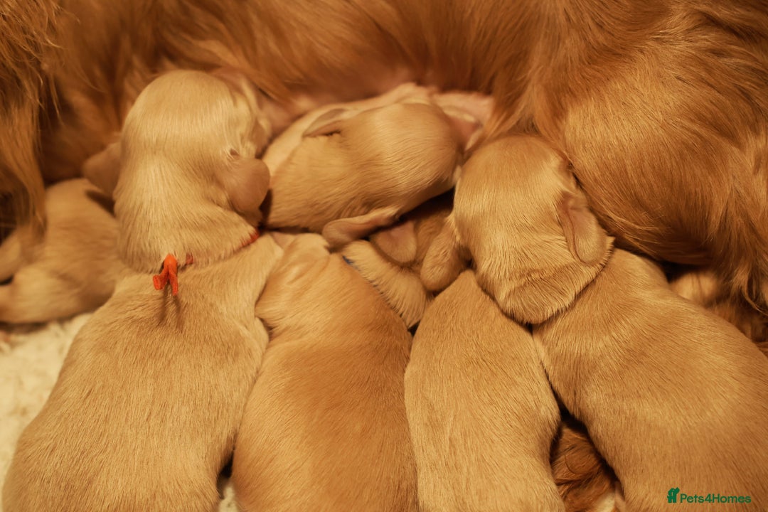 Miniature Dachshund dogs for sale: 5*Licensed+CREAMLONGHAIR+KCreg+PRACLEAR+Vetchecked - Advert 3