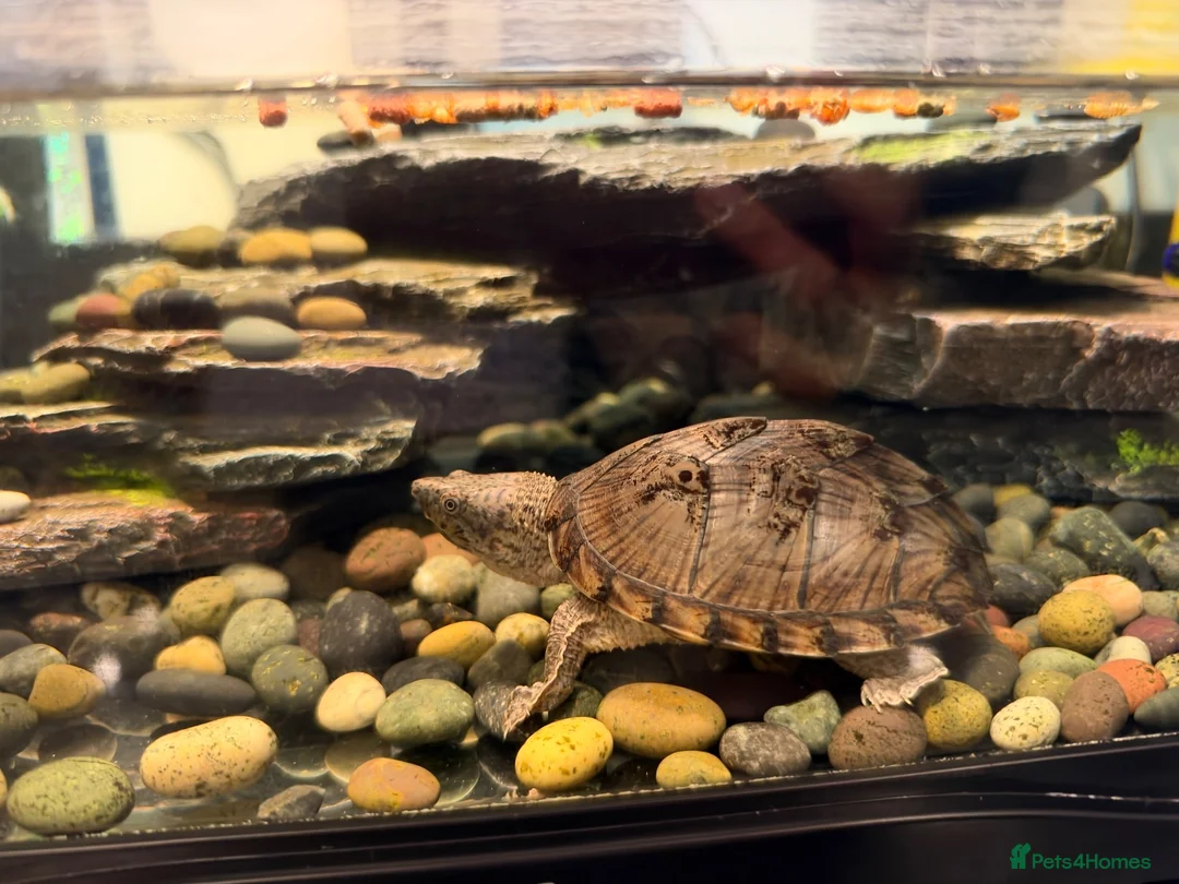 Terrapin reptiles for sale: Two razorback terrapins plus full Set up in Potters Bar - Advert 3
