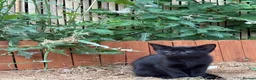 Siamese cats for sale: beautiful kittens for sale a mixed breed  - Advert 5