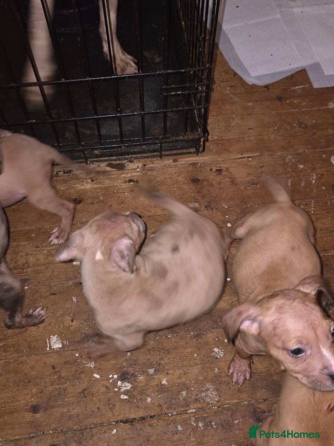 Mixed Breed dogs for sale: 3 female 9 week old puppies - Advert 8