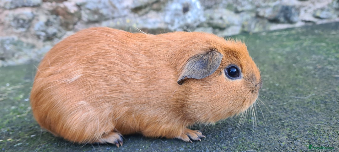 Guinea Pig rodents for sale: Californian male guinea pigs  - Advert 7