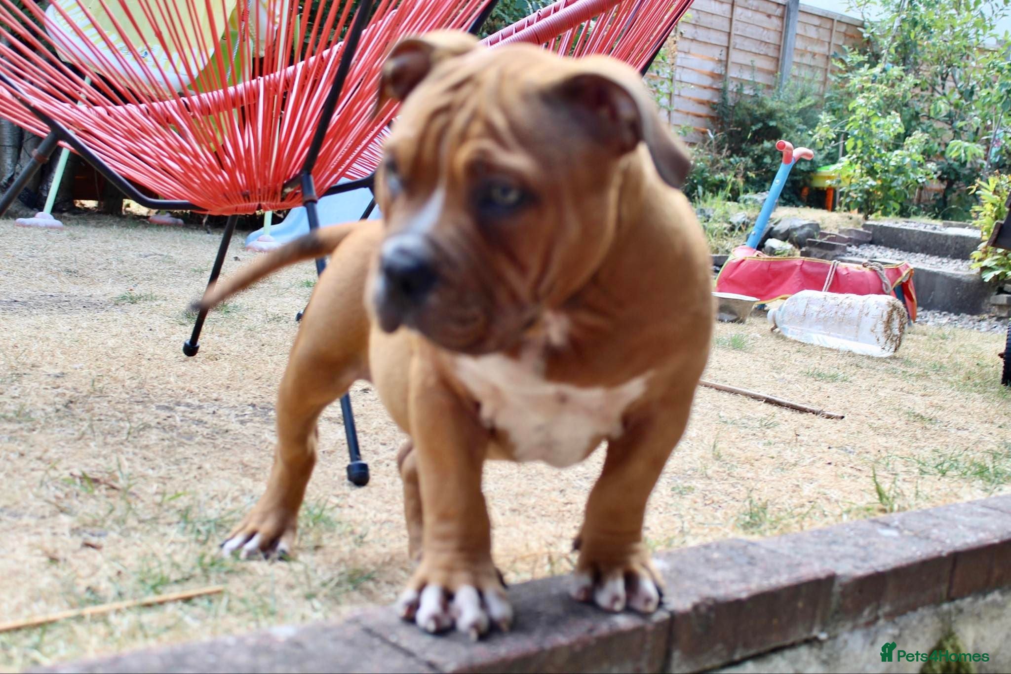 American Bully dogs American Pocket Bully’s  - Advert 5