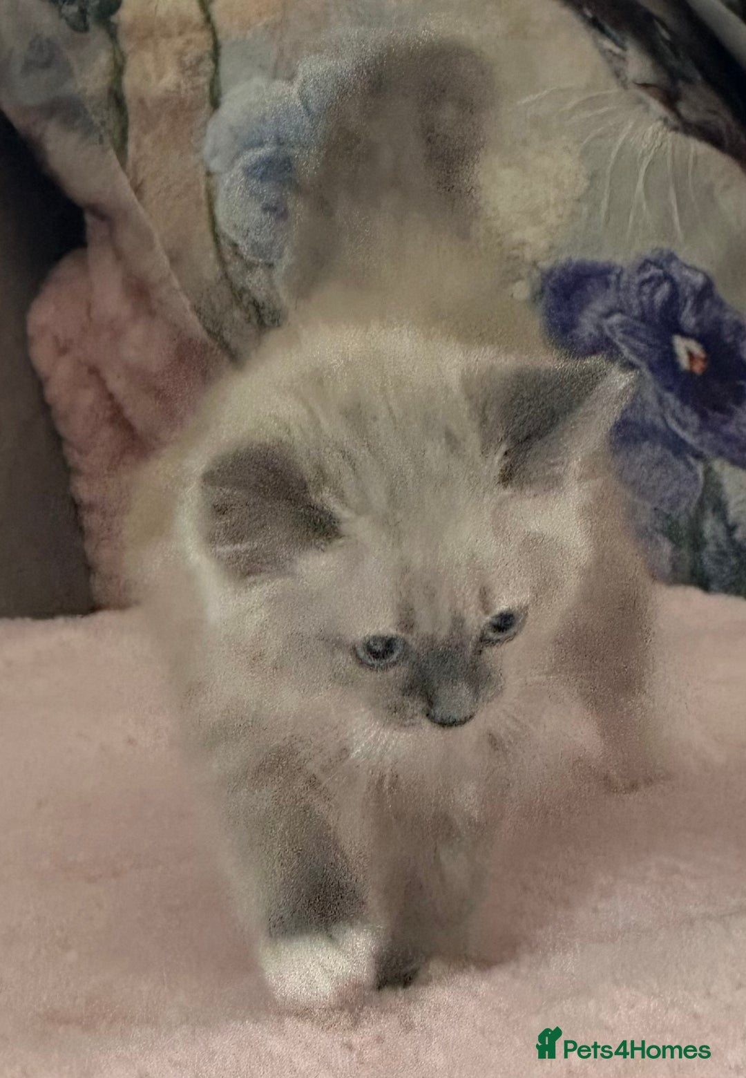 Ragdoll cats for sale: Cute Chocolate Ragdolls Ready Now - Image 1