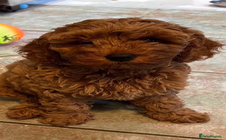 Cockapoo dogs - Advert 4
