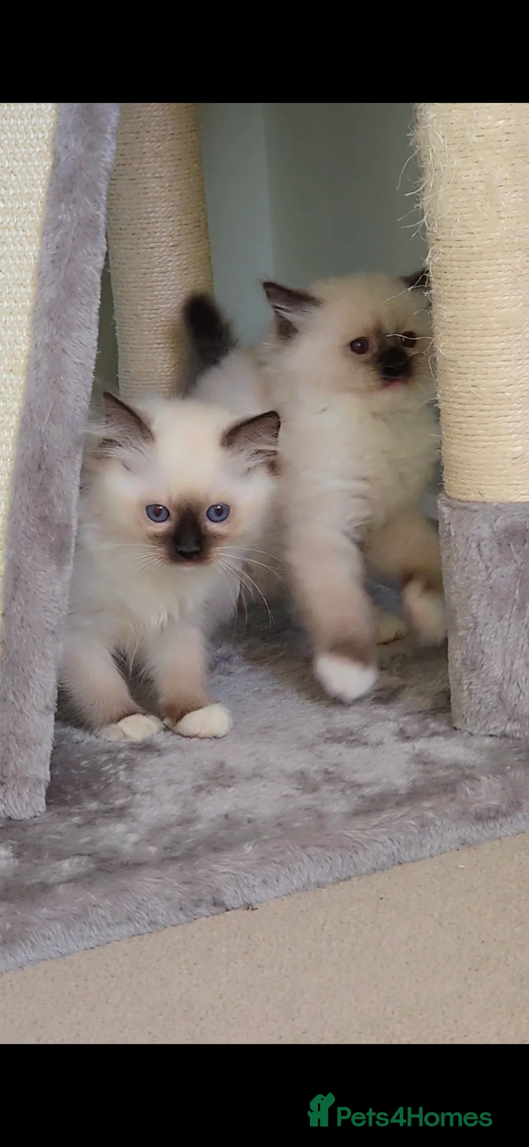 Ragdoll cats for sale: TICA REGISTERED KITTENS/Active - Advert 9