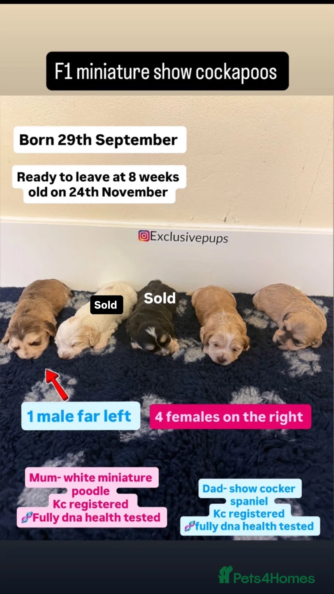 Cockapoo dogs for sale: 🧬🏆F1 MINIATURE SHOW COCKAPOOS 🐾🐾🐾 in Pickering - Advert 1